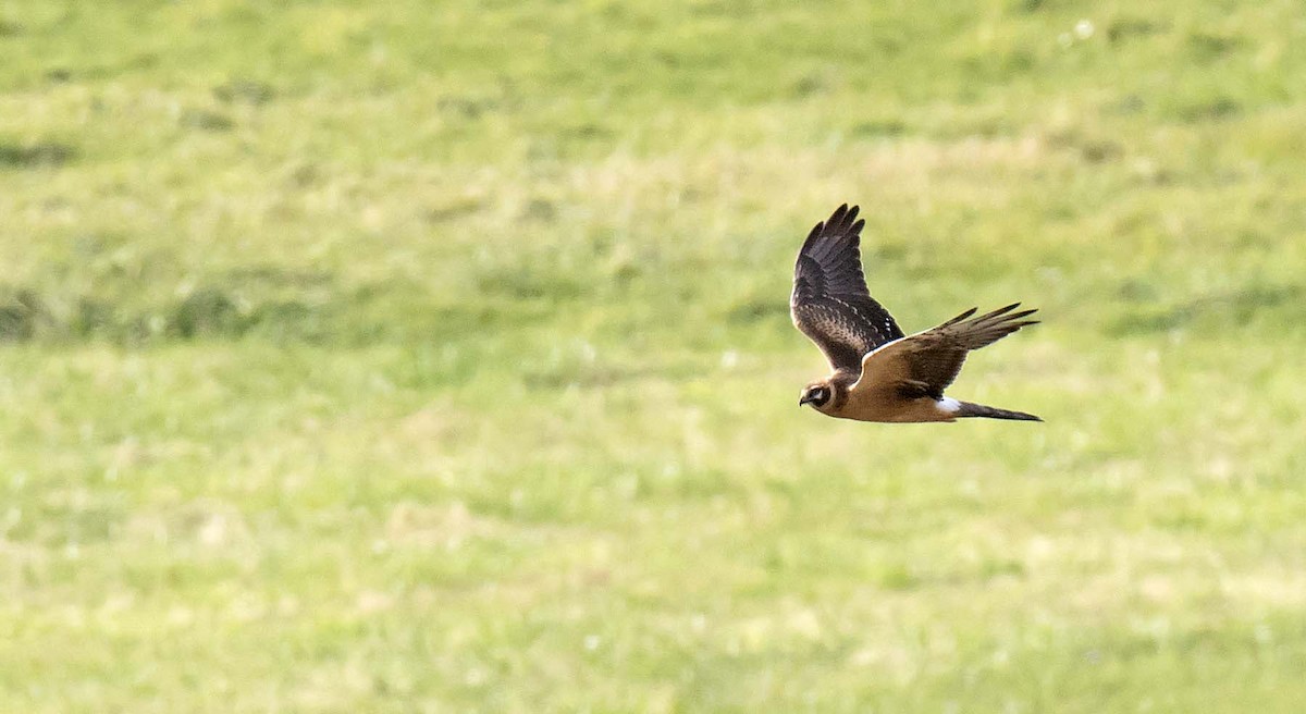 Bozkır Delicesi - ML646977424