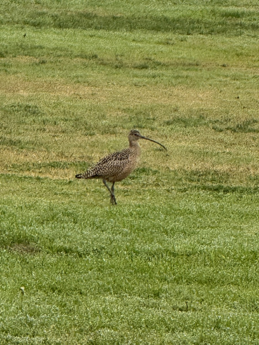 Кульон американський - ML646977425