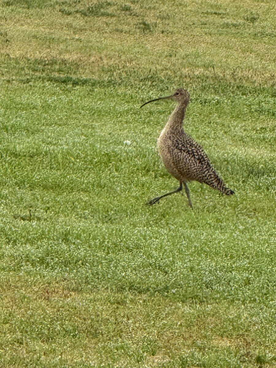 Кульон американський - ML646977426