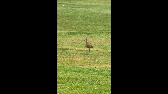 Long-billed Curlew - ML646977427