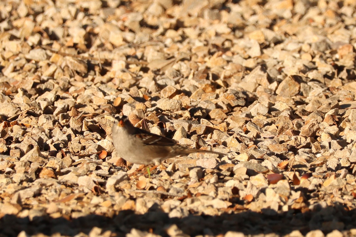 Бруант білобровий - ML646977434