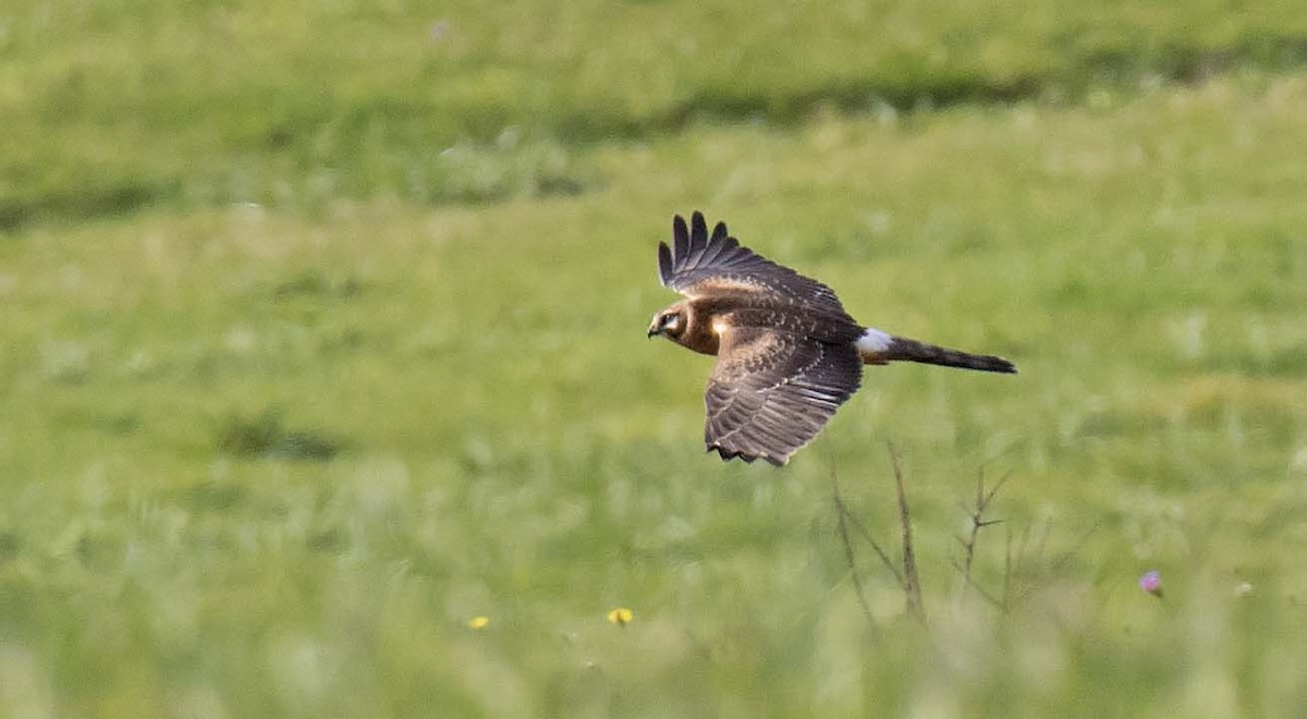 Bozkır Delicesi - ML646977439