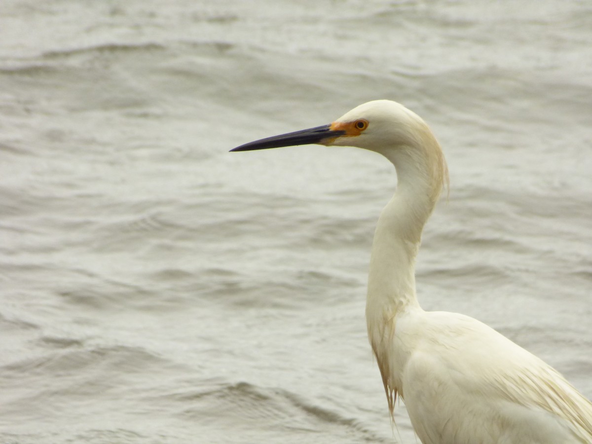 Snowy Egret - ML646977441