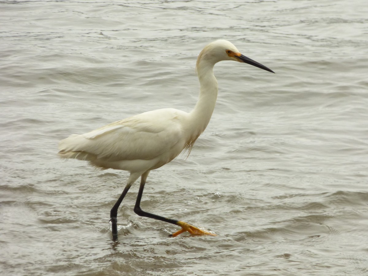 Snowy Egret - ML646977442