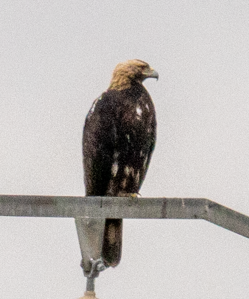 Spanish Eagle - ML646977443