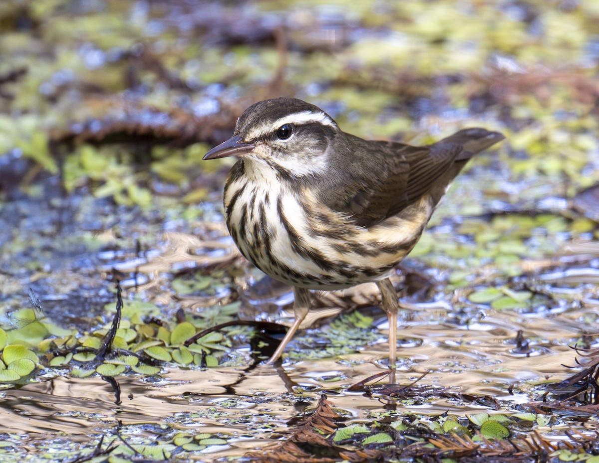 Louisiana Waterthrush - ML646977448