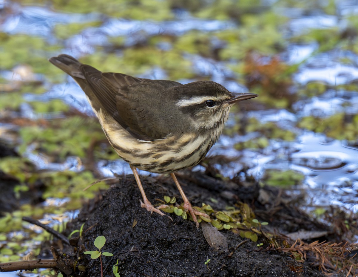 Louisiana Waterthrush - ML646977452