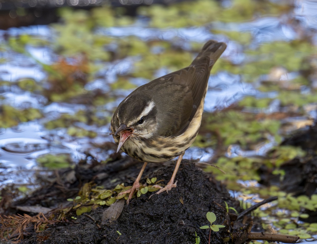 Louisiana Waterthrush - ML646977454