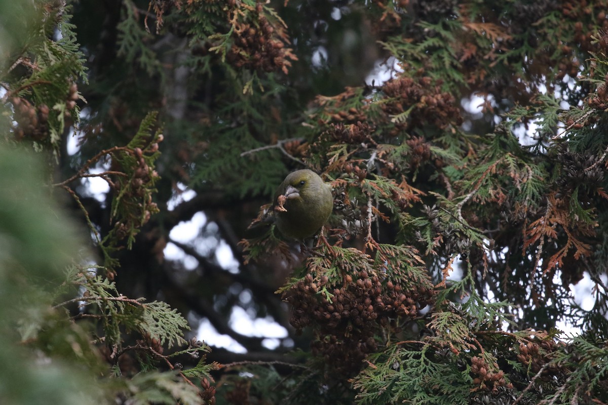 European Greenfinch - ML646977457