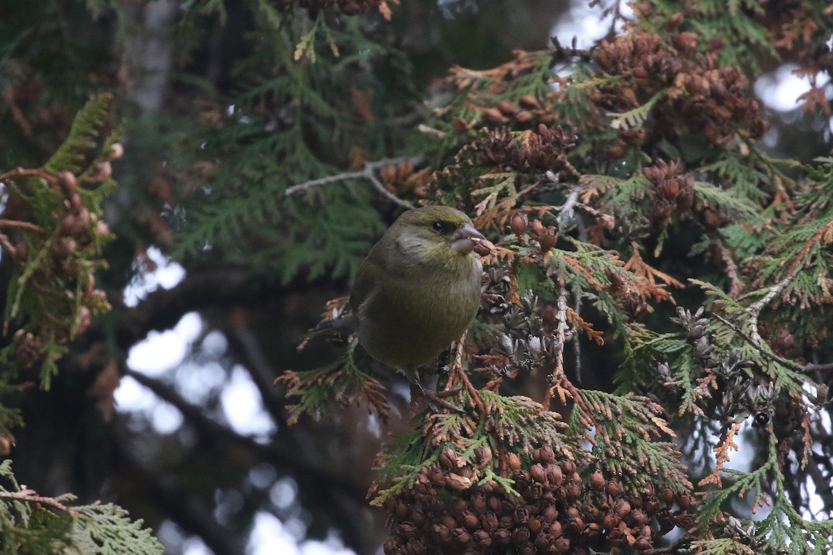 European Greenfinch - ML646977458