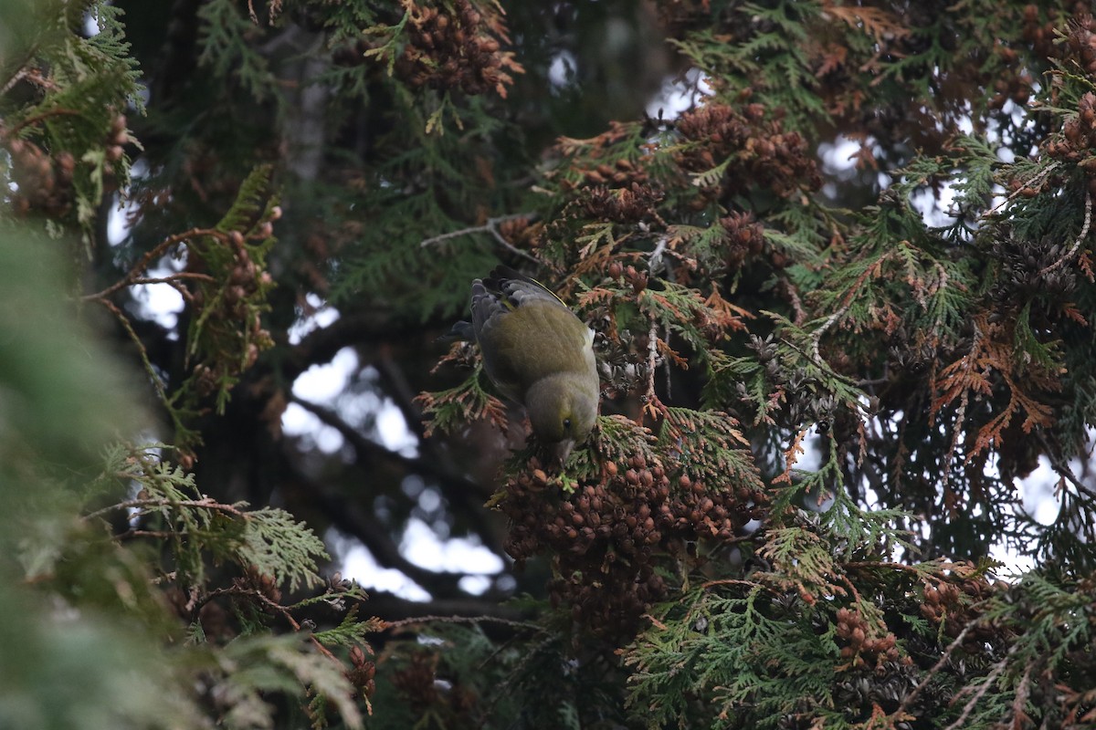 European Greenfinch - ML646977459