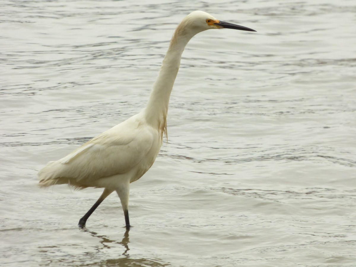 Snowy Egret - ML646977460