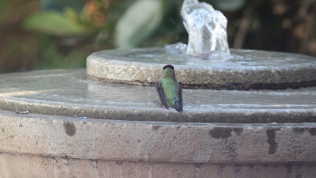 Anna's Hummingbird - ML646977462