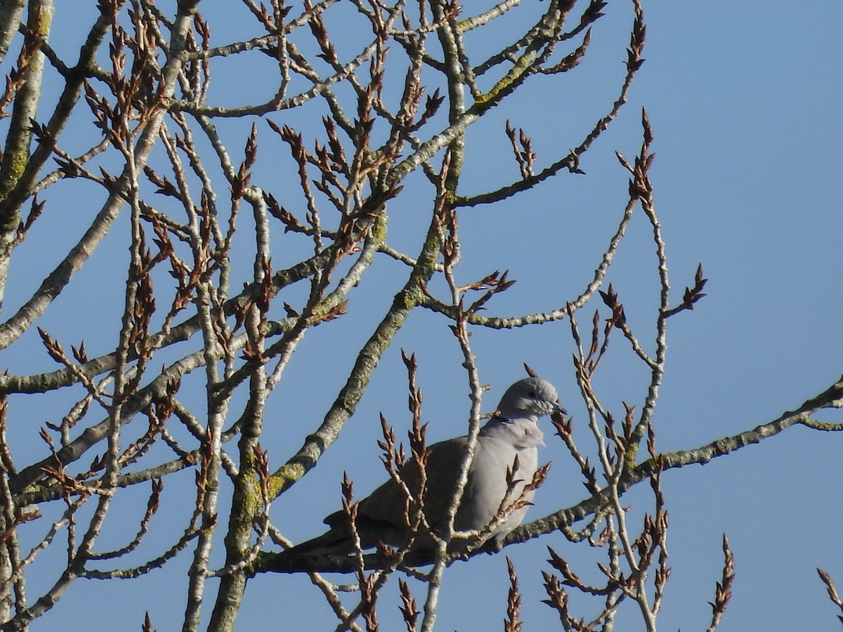 Tourterelle turque - ML646977463