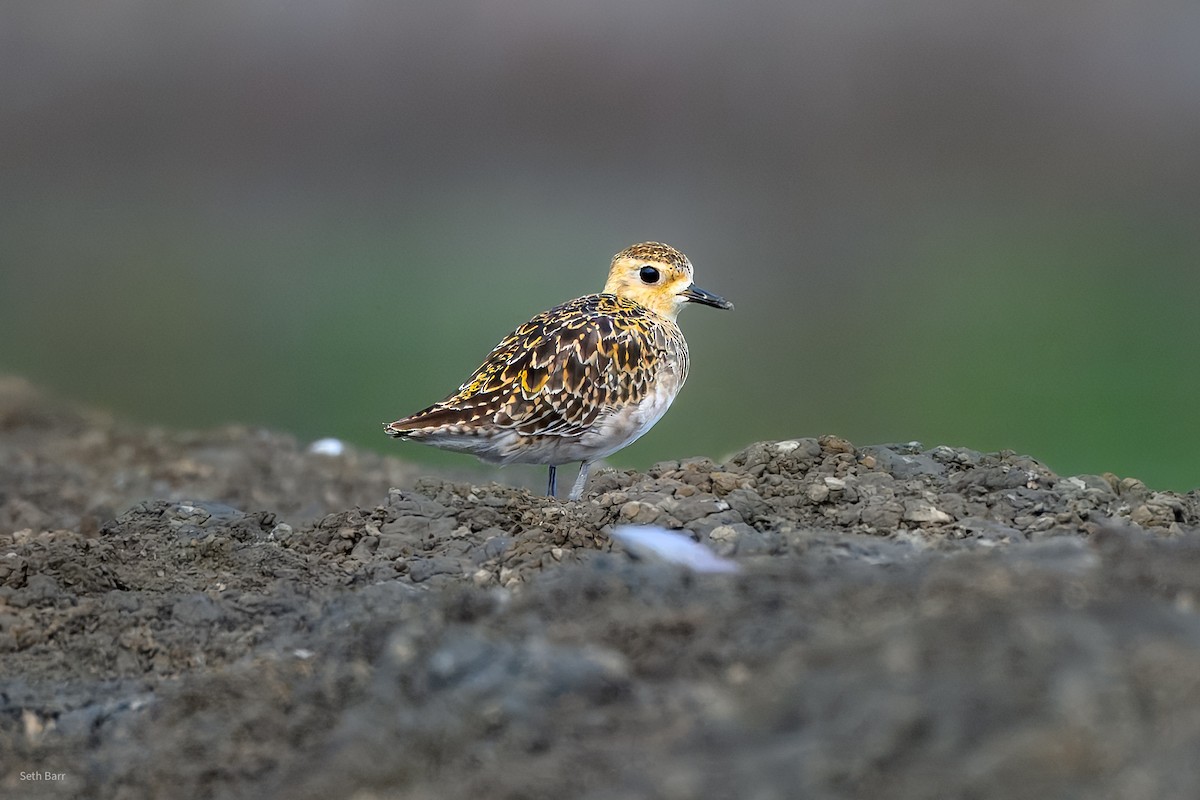 Piviere orientale - ML646977468