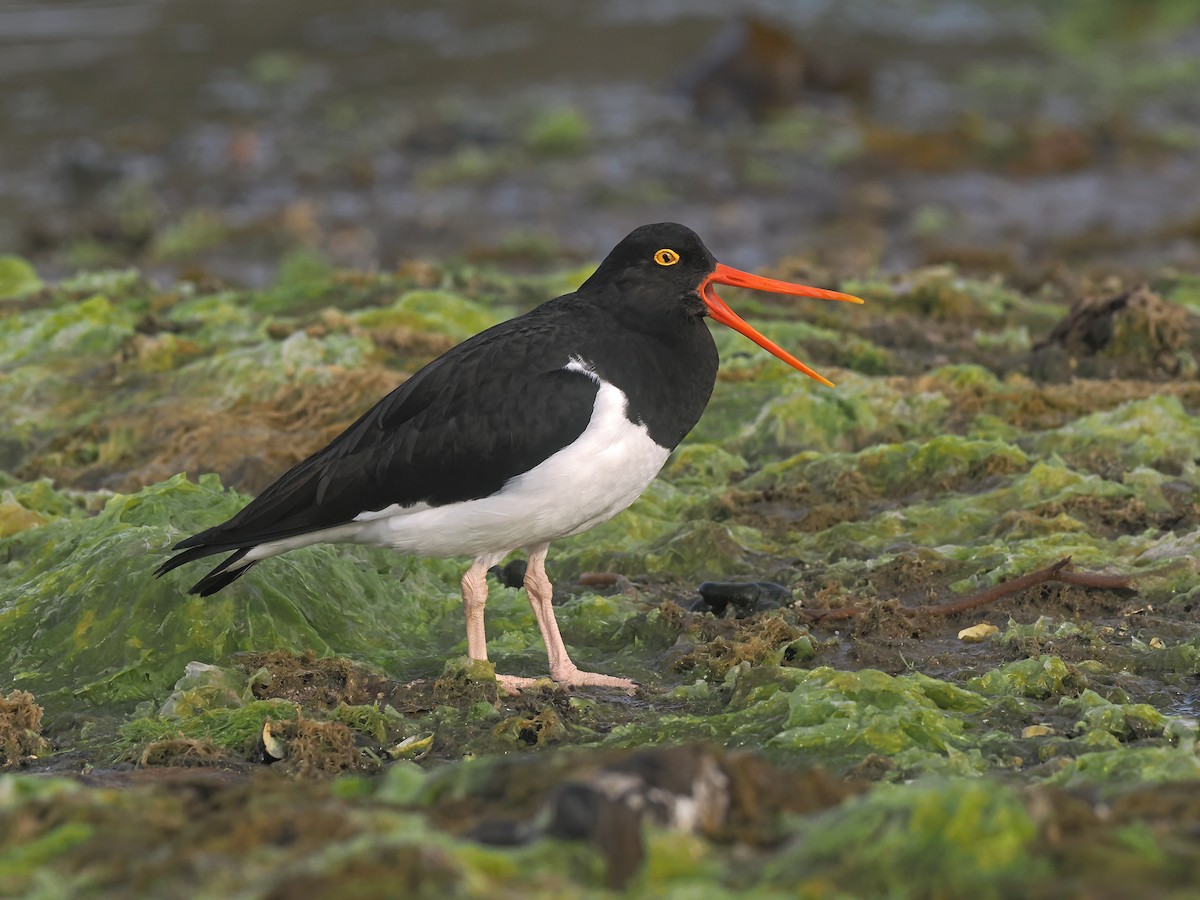 Магелланов кулик-сорока - ML646977469