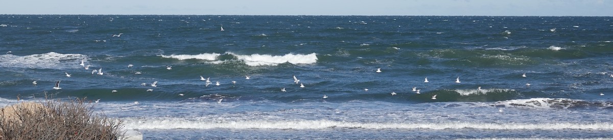 Halkalı Martı - ML646977472