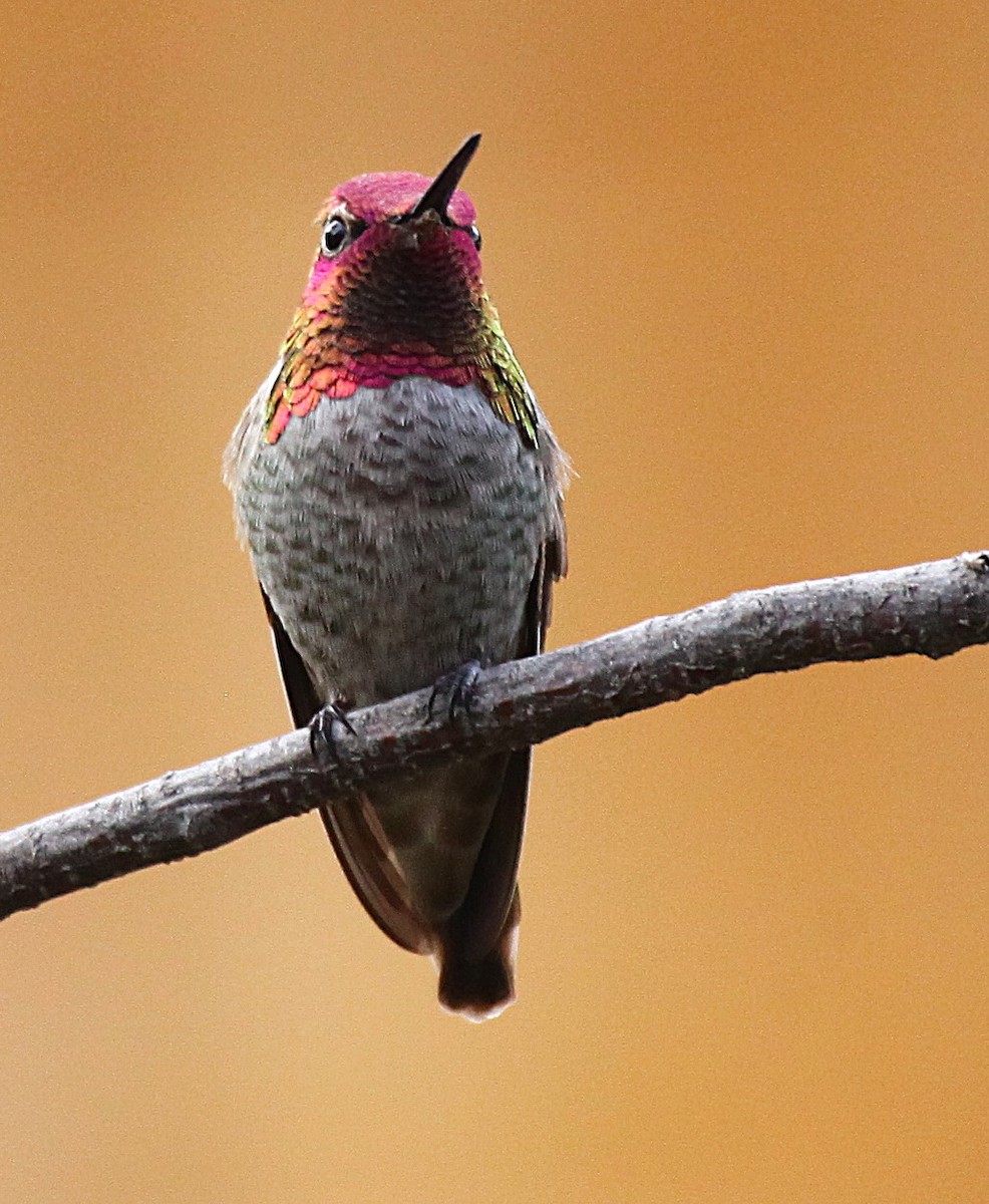 Annakolibri - ML646977477