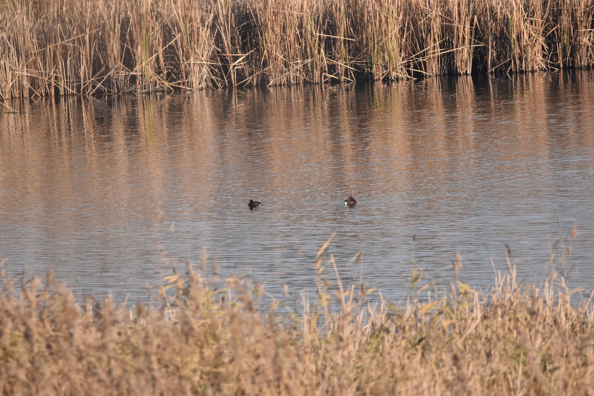 Ferruginous Duck - ML646977478