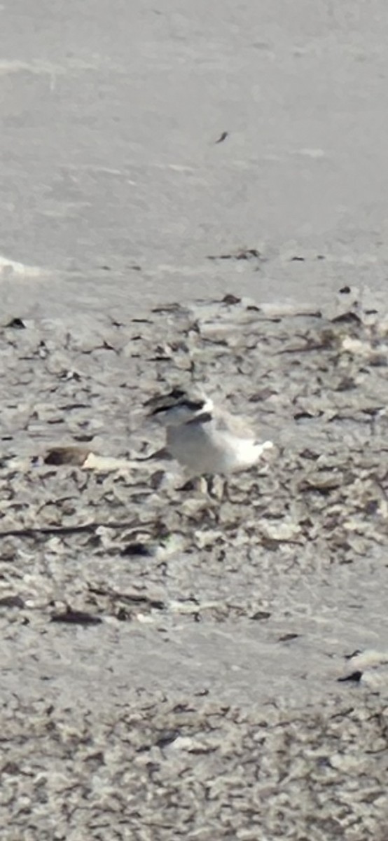 Snowy Plover - ML646977479