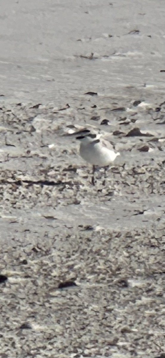 Snowy Plover - ML646977480