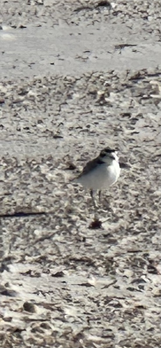 Snowy Plover - ML646977481
