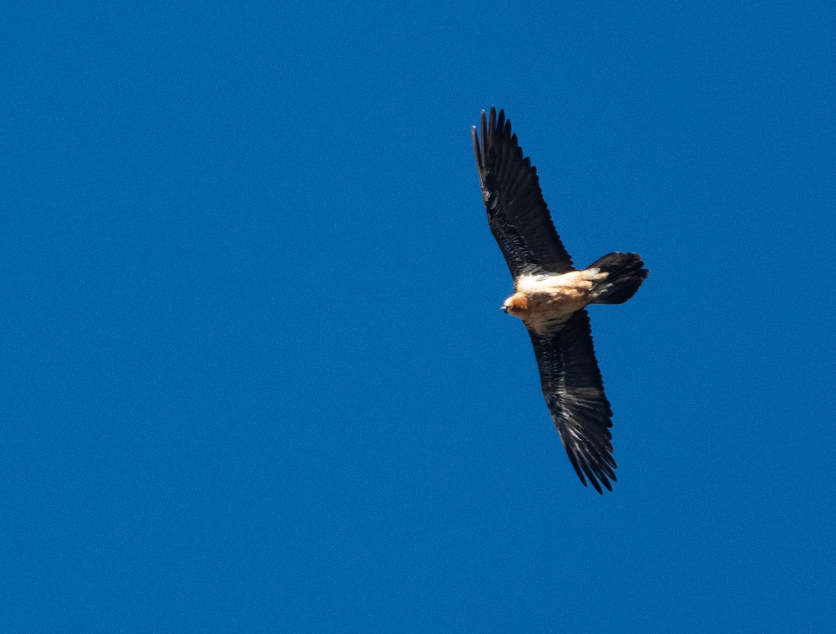 Bartgeier - ML646977484