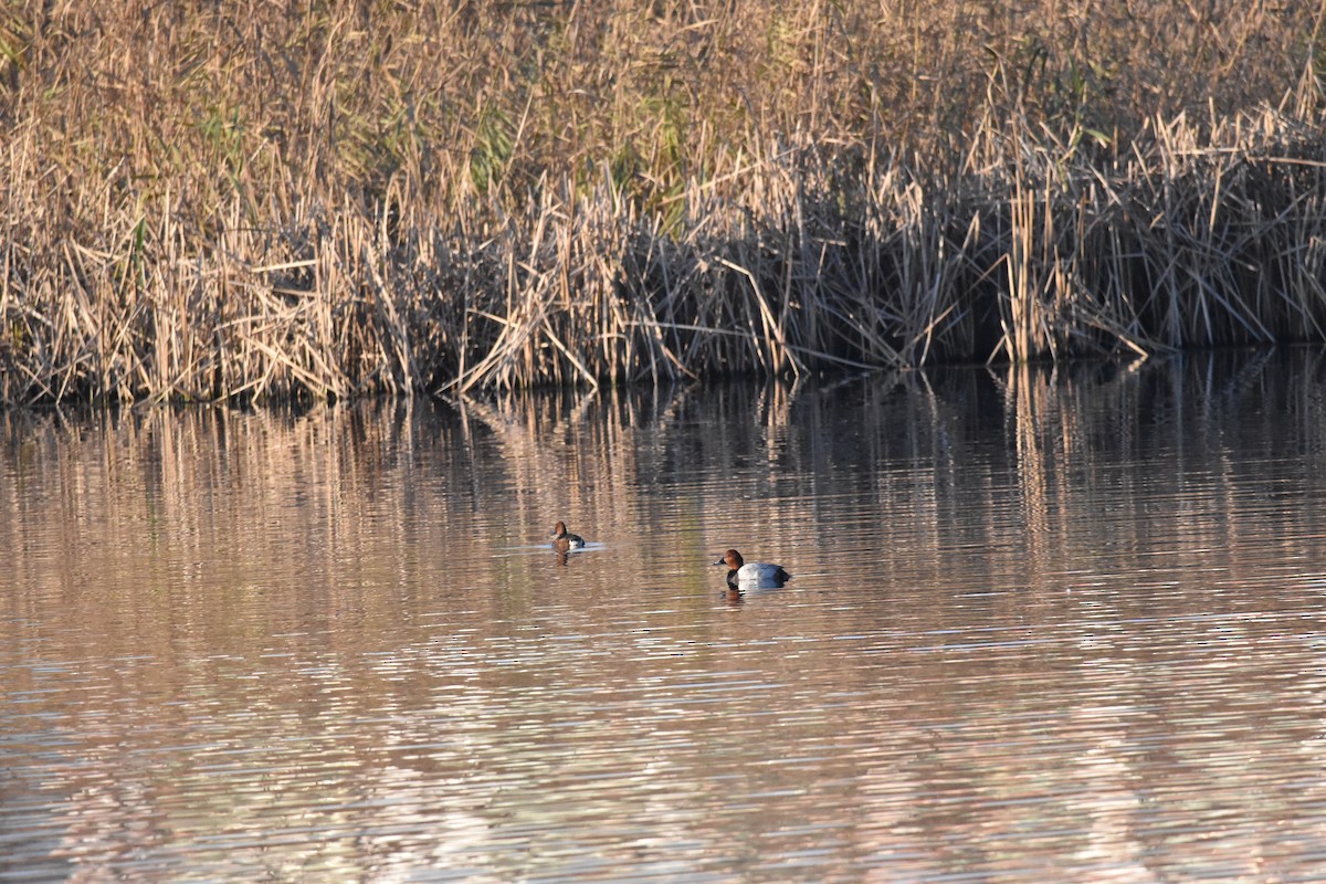 Tafelente - ML646977485