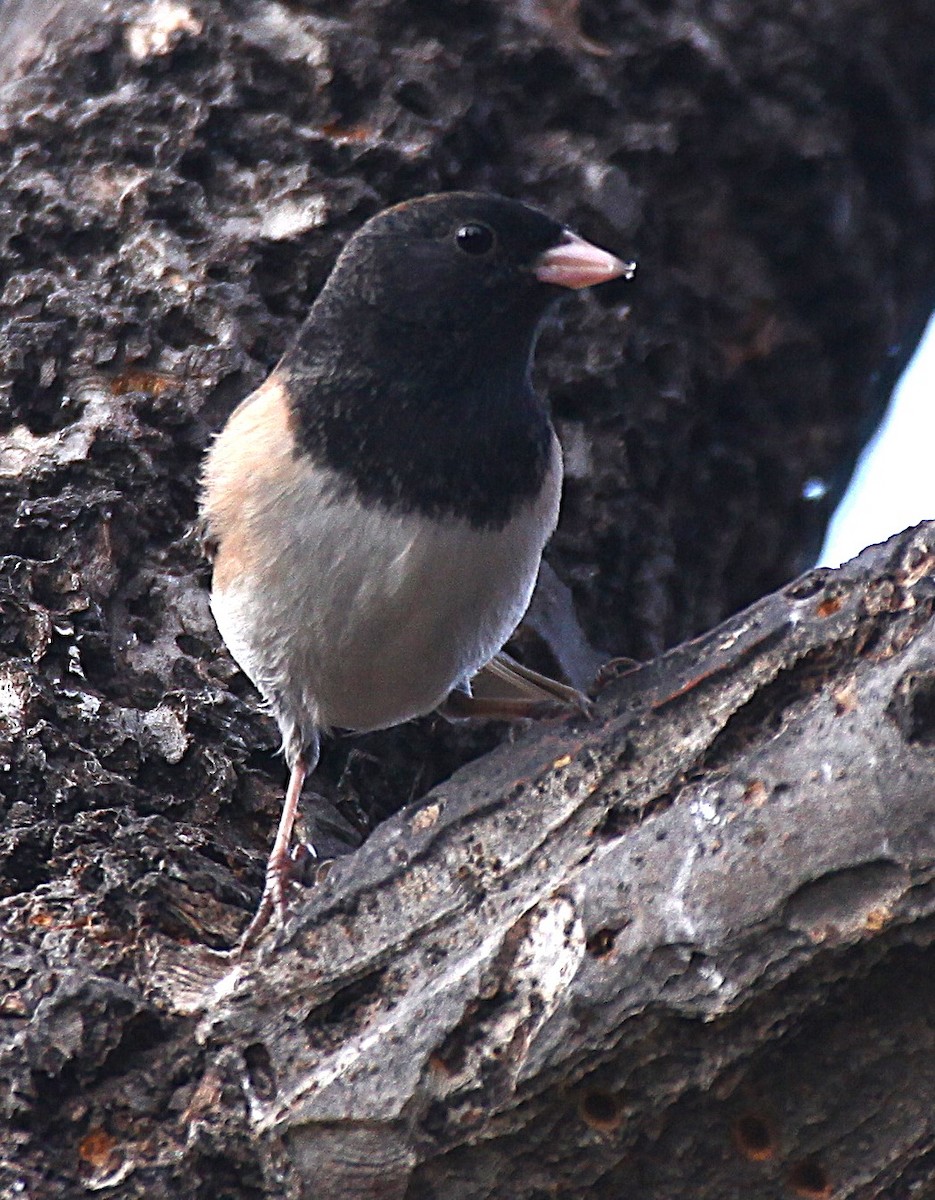 Winterammer - ML646977490