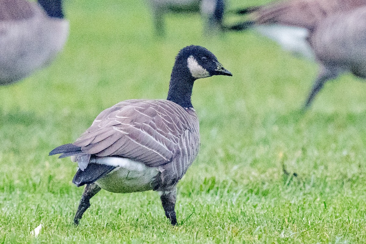 Cackling Goose - ML646977492