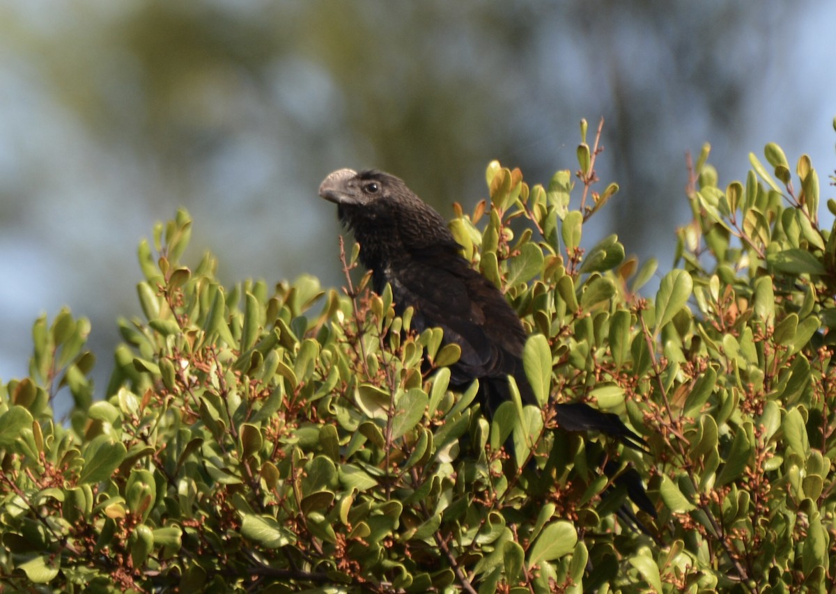 Smooth-billed Ani - ML646977493