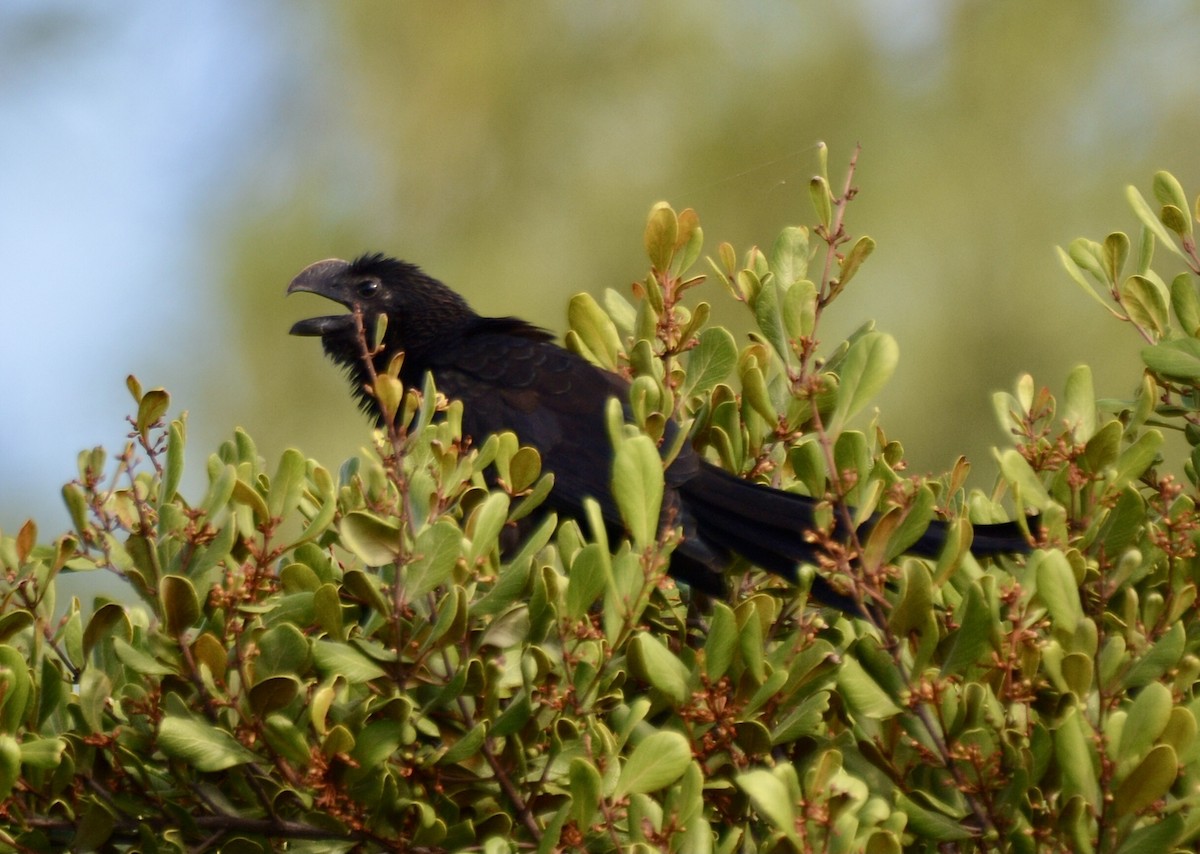 Smooth-billed Ani - ML646977494
