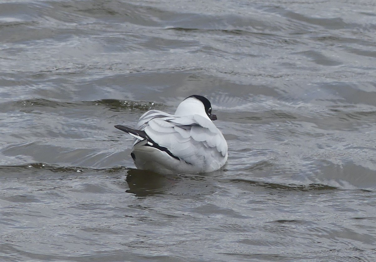 And Martısı - ML646977496