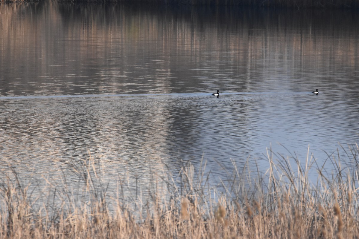 Tufted Duck - ML646977498