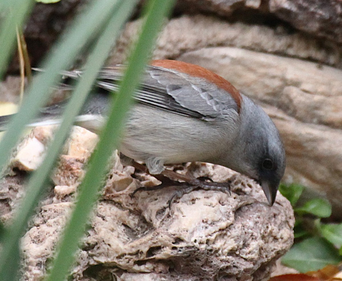 Dark-eyed Junco (Red-backed) - ML646977500