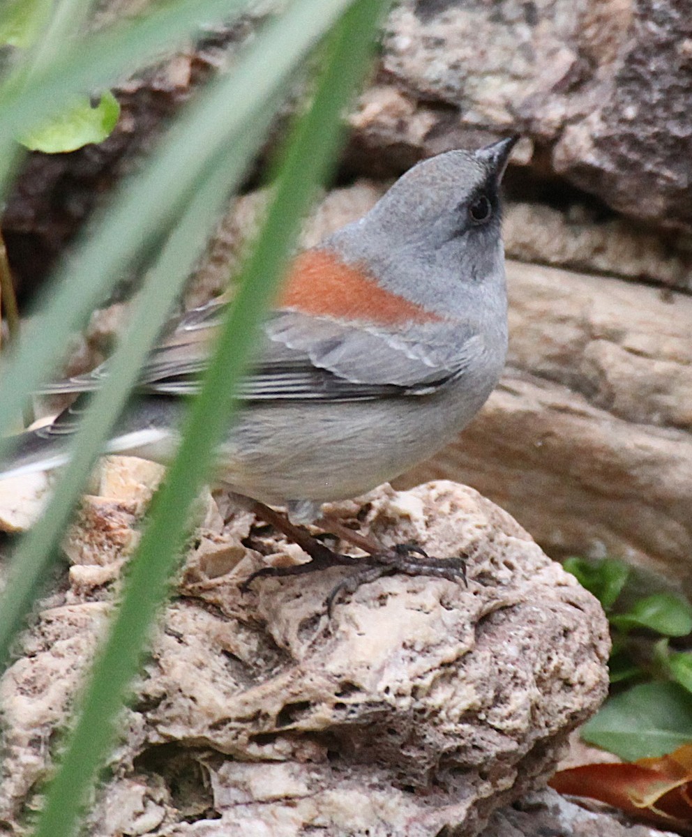Dark-eyed Junco (Red-backed) - ML646977501