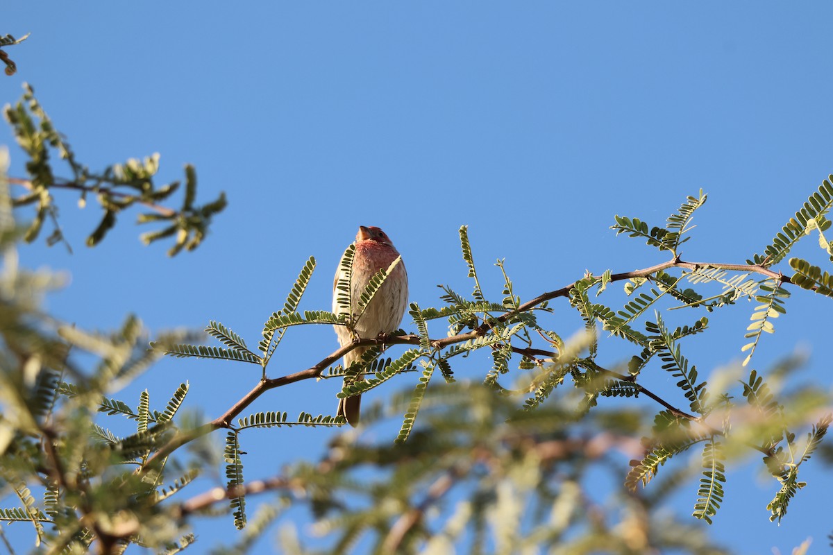 Чечевиця садова - ML646977511