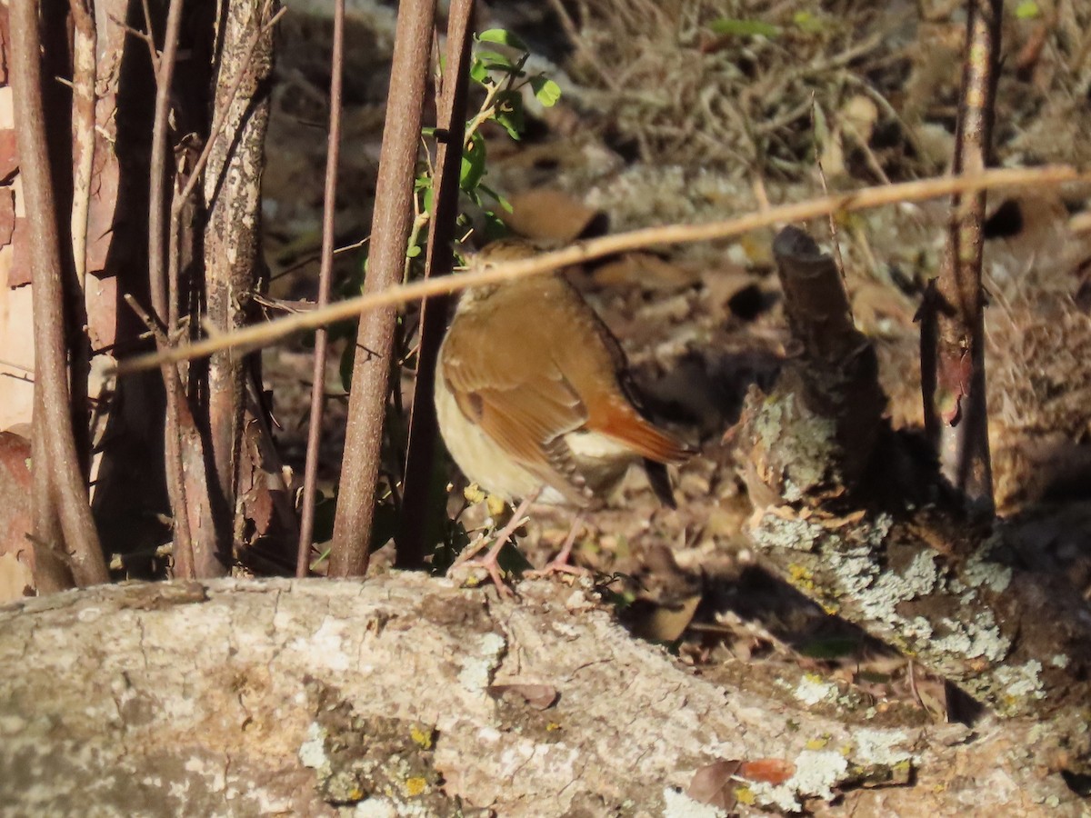 drozd rezavoocasý - ML646977512