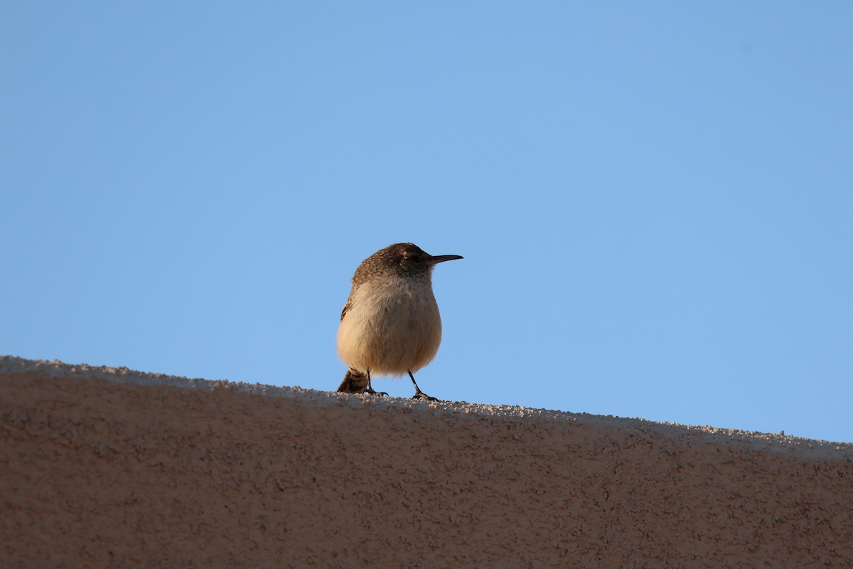 Орішець скельний - ML646977514