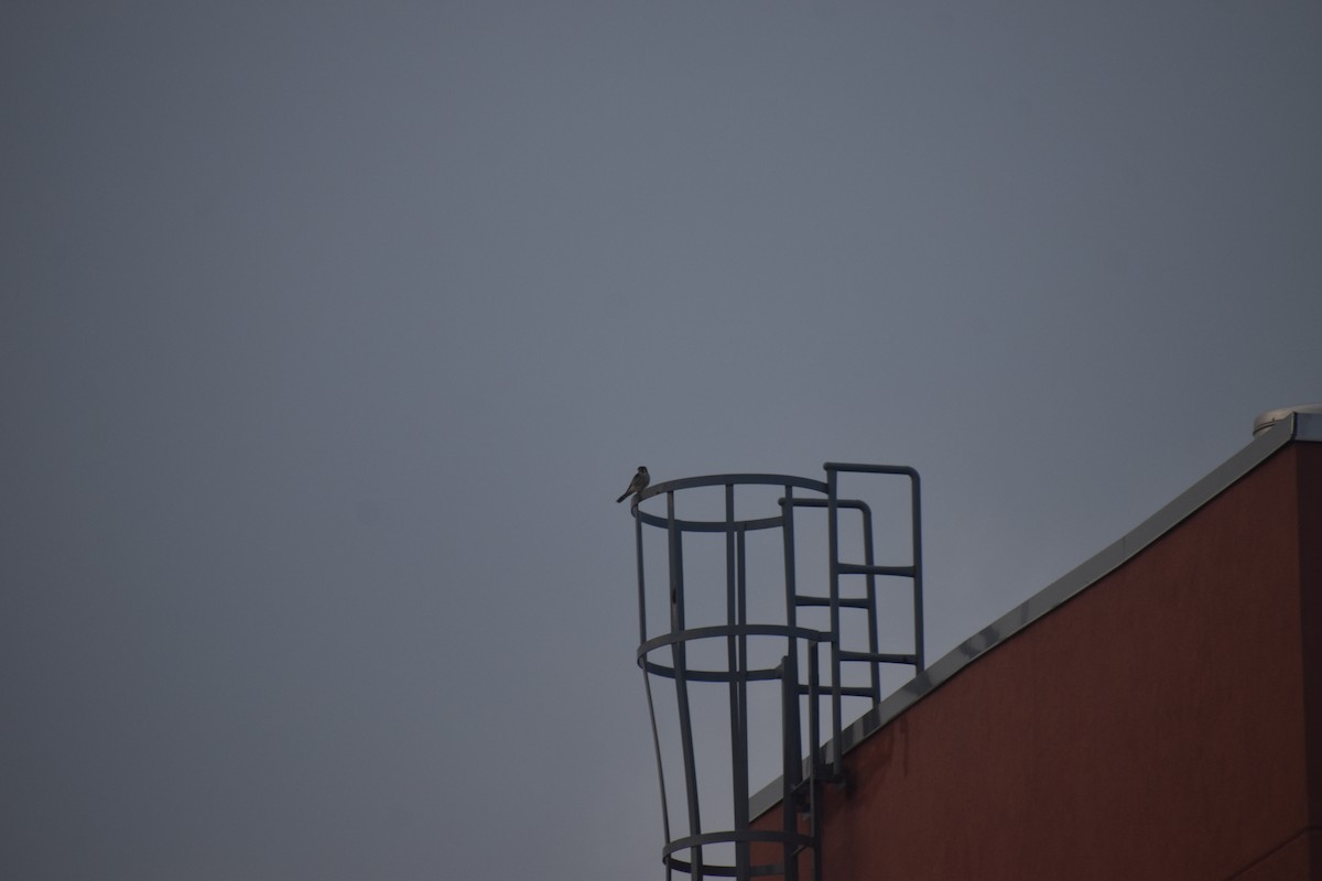 Воробьиная пустельга - ML646977516