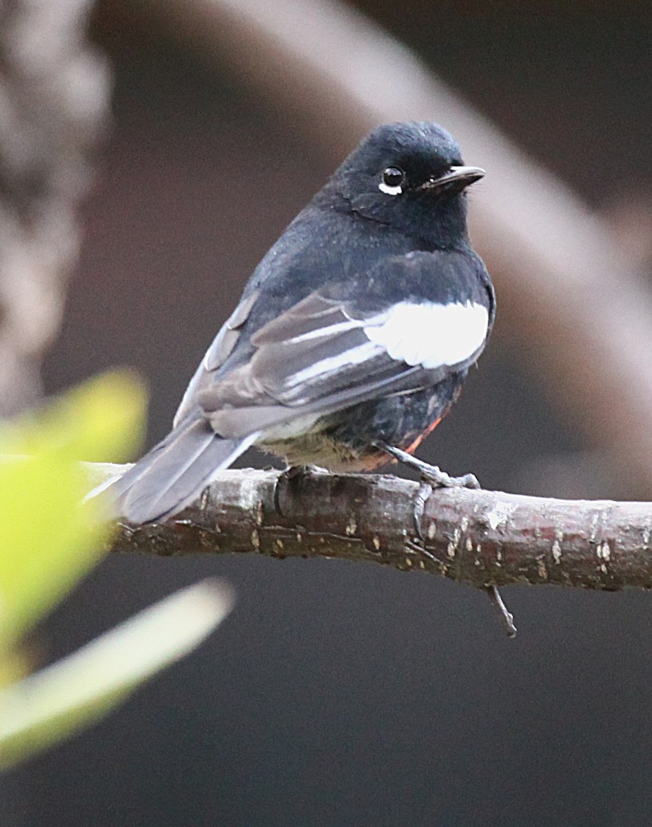 Rotbrust-Waldsänger - ML646977517