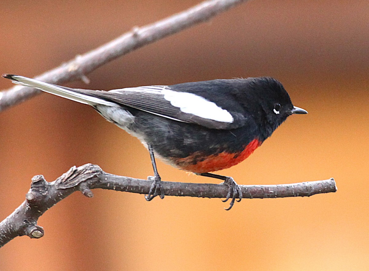 Rotbrust-Waldsänger - ML646977518