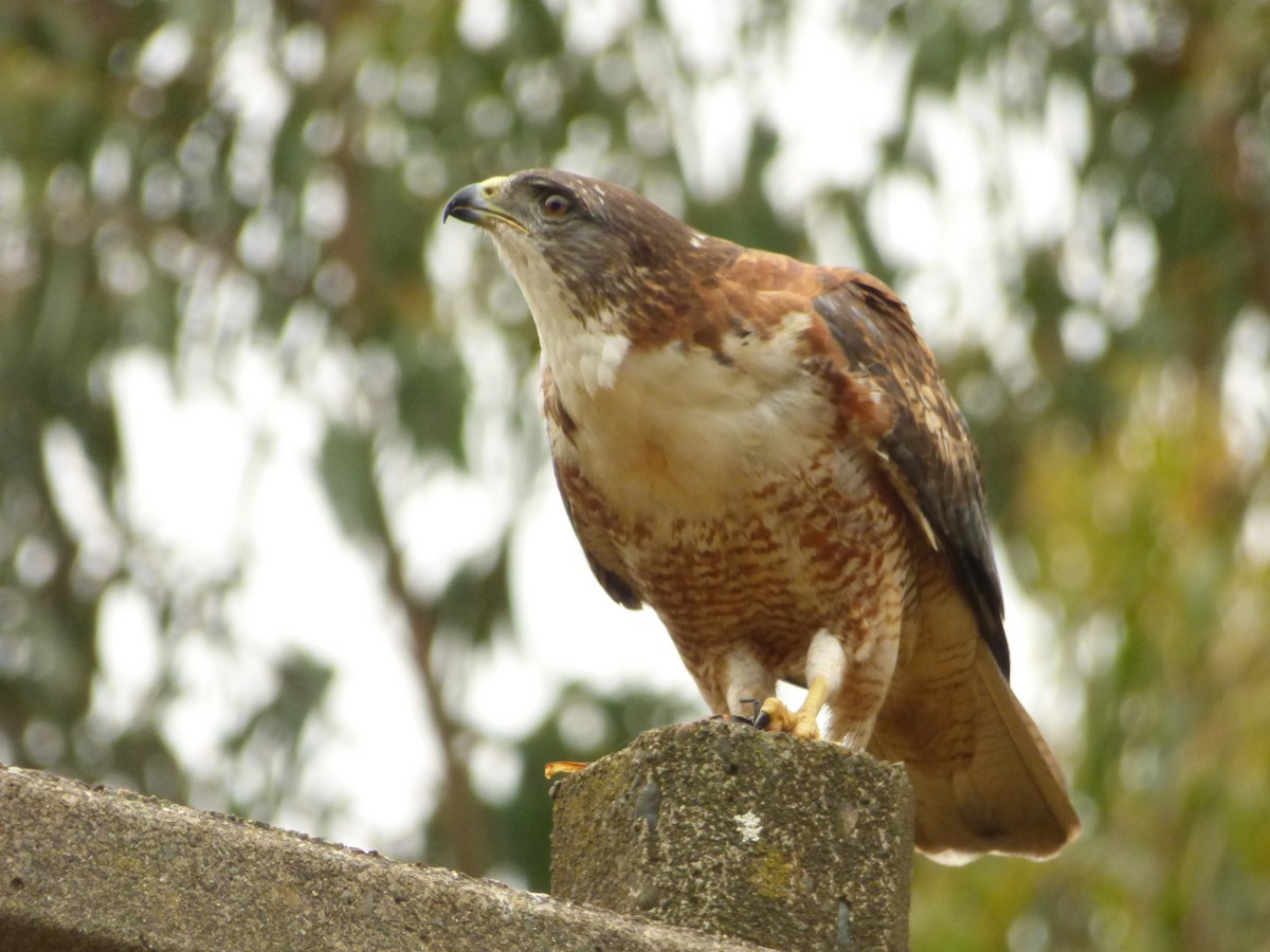 káně proměnlivá - ML646977520