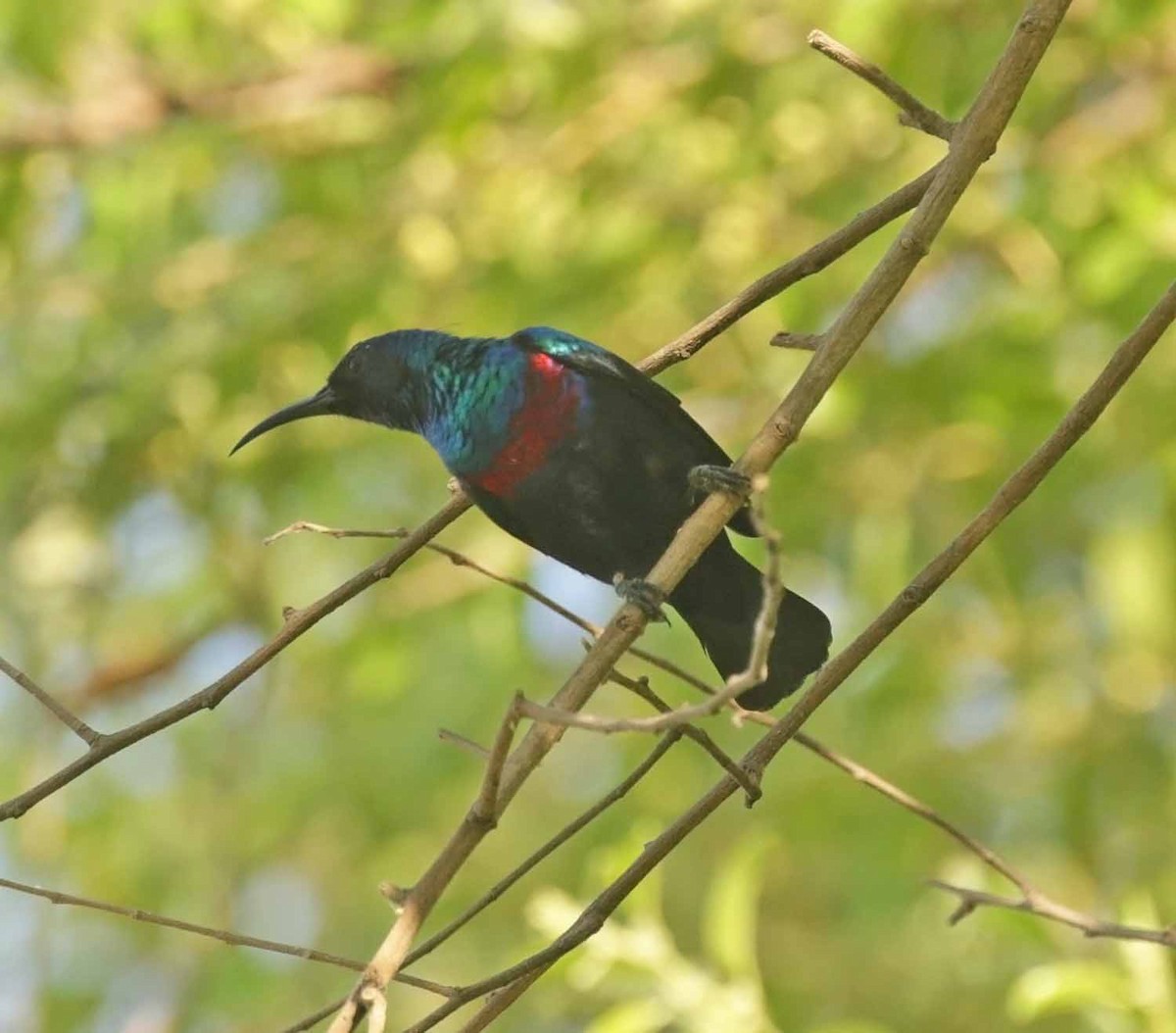 Arabian Sunbird - ML646977523
