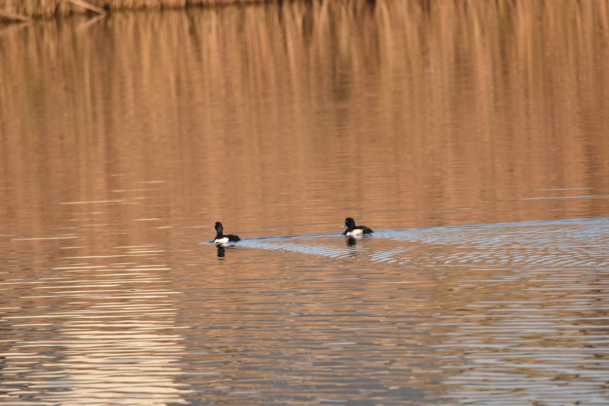 Tufted Duck - ML646977526