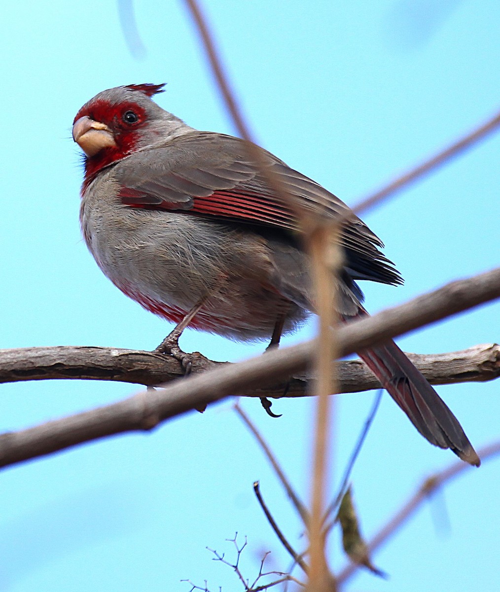 Schmalschnabelkardinal - ML646977527