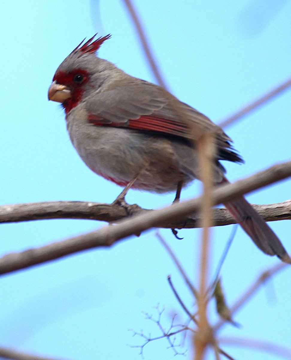 Schmalschnabelkardinal - ML646977528