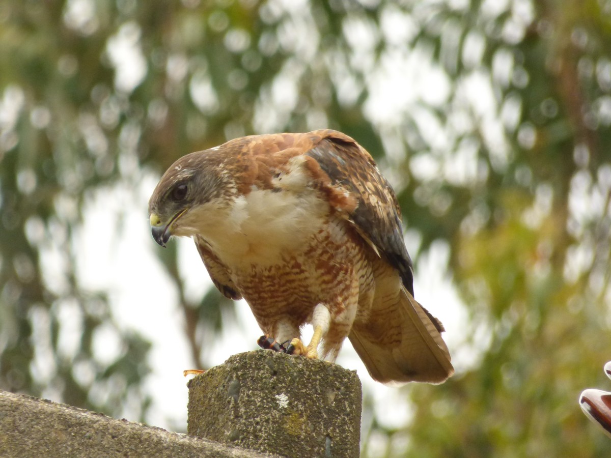 káně proměnlivá - ML646977537