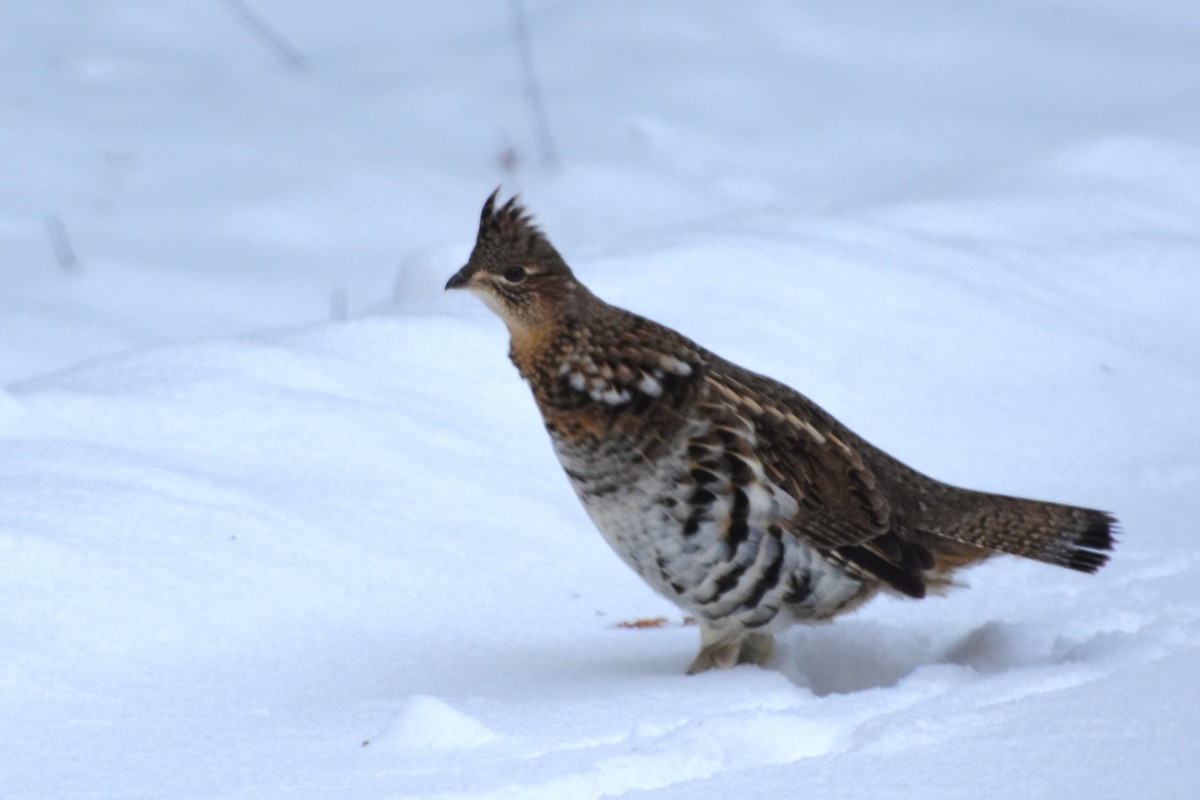 jeřábek kanadský - ML646977538