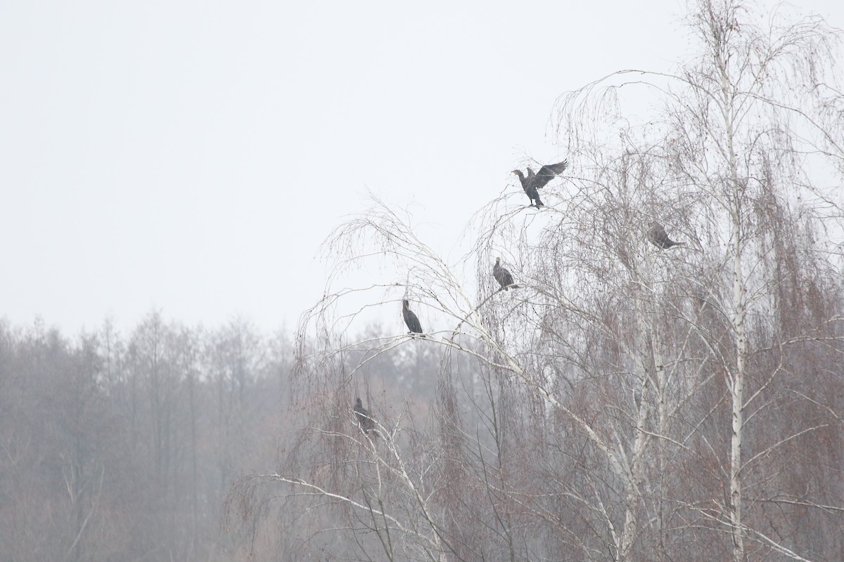 storskarv - ML646977539